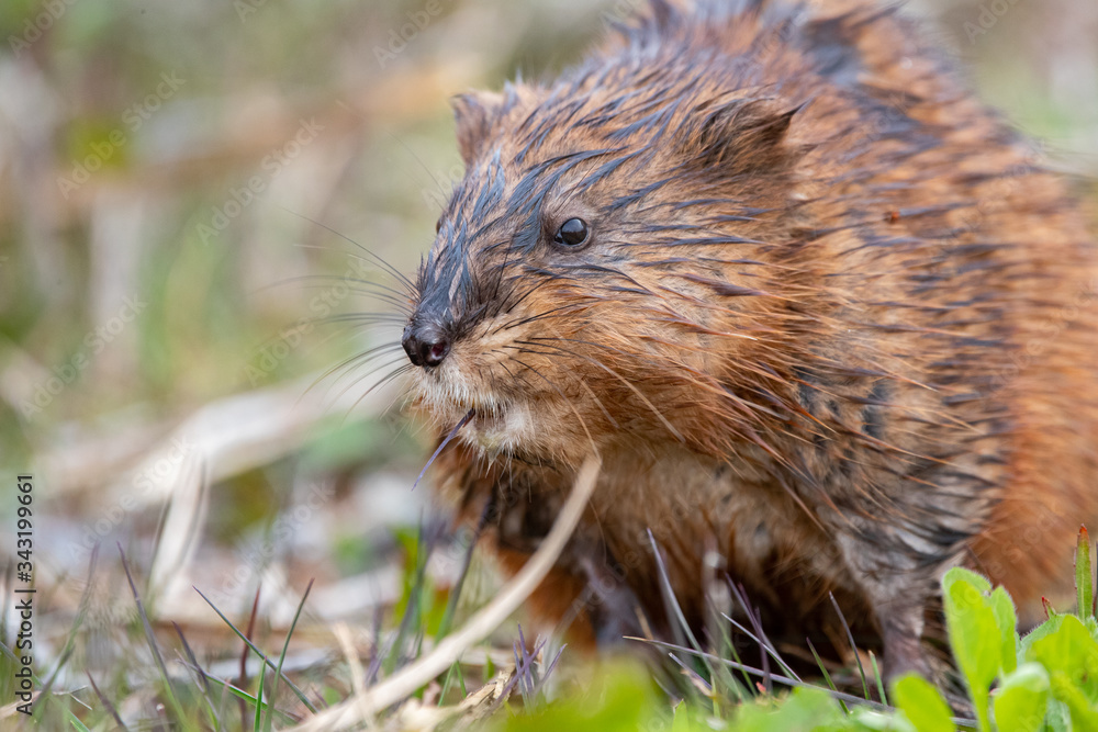 A muskrat foraging for food by pond side. A muskrat foraging for food by pond side.
