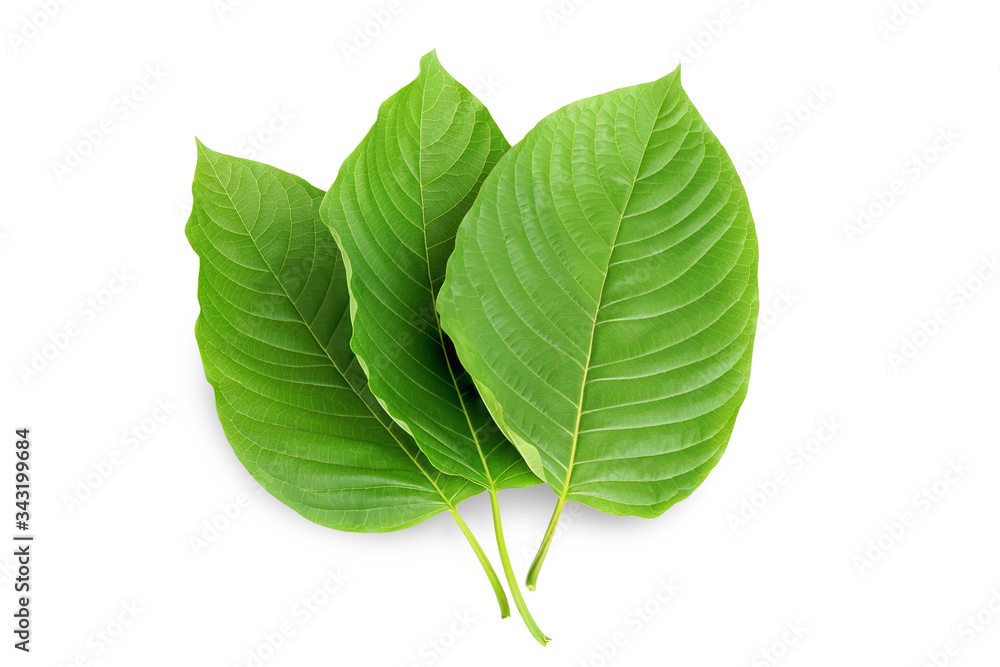 Obraz premium Mitragyna speciosa Korth. Located in the family Rubiaceae. It is a medicinal plant and is addictive.Isolated on white background this has clipping path. 