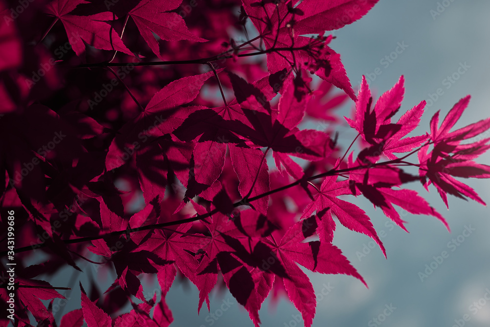 Detailed view of red maple leaves. In the blue sky (Acer palmatum) Detailed view of red maple leaves. In the blue sky (Acer palmatum)