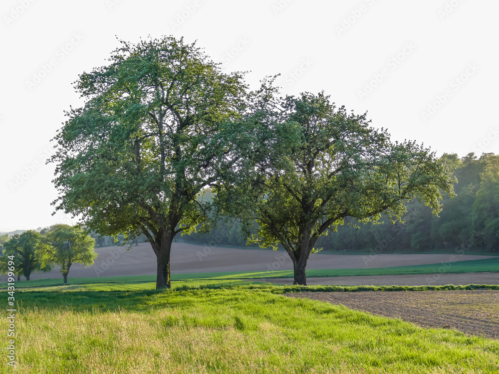 Obraz premium Bäume im Frühjahr