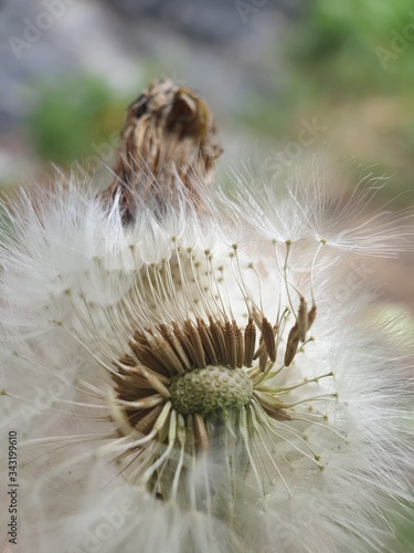 dandelion seed head
