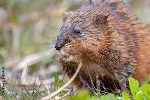 A muskrat foraging for food by pond side. 
