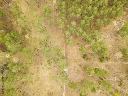 A dirt path in the coniferous forest in early spring. Aerial drone view.