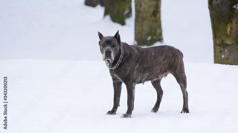 Aggressive american staffordshire terrier Aggressive american staffordshire terrier
