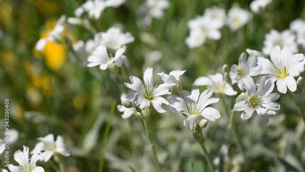Small white flowers in springtime Small white flowers in springtime
