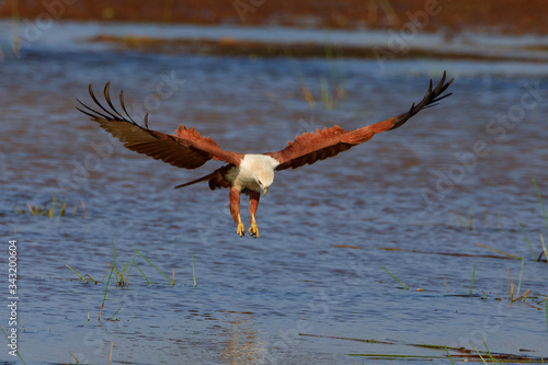 Photos of brahminy kite -  Haliastur indus photo