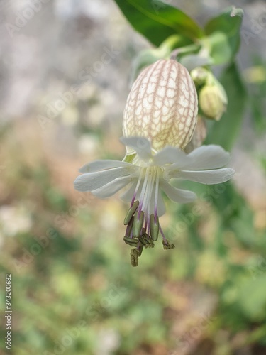bee on a flower