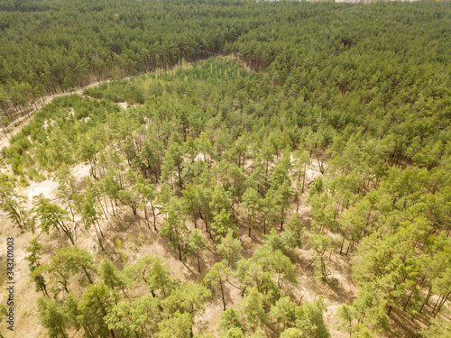 Pine trees in the coniferous forest in early spring. Aerial drone view.