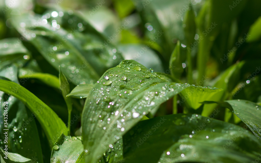 custom made wallpaper toronto digitalGreen leaf with drops of water