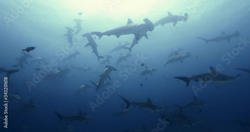 School of hammerhead shark swimming to camera photo