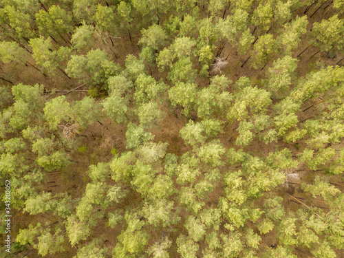 Pine trees in the coniferous forest in early spring. Aerial drone view.