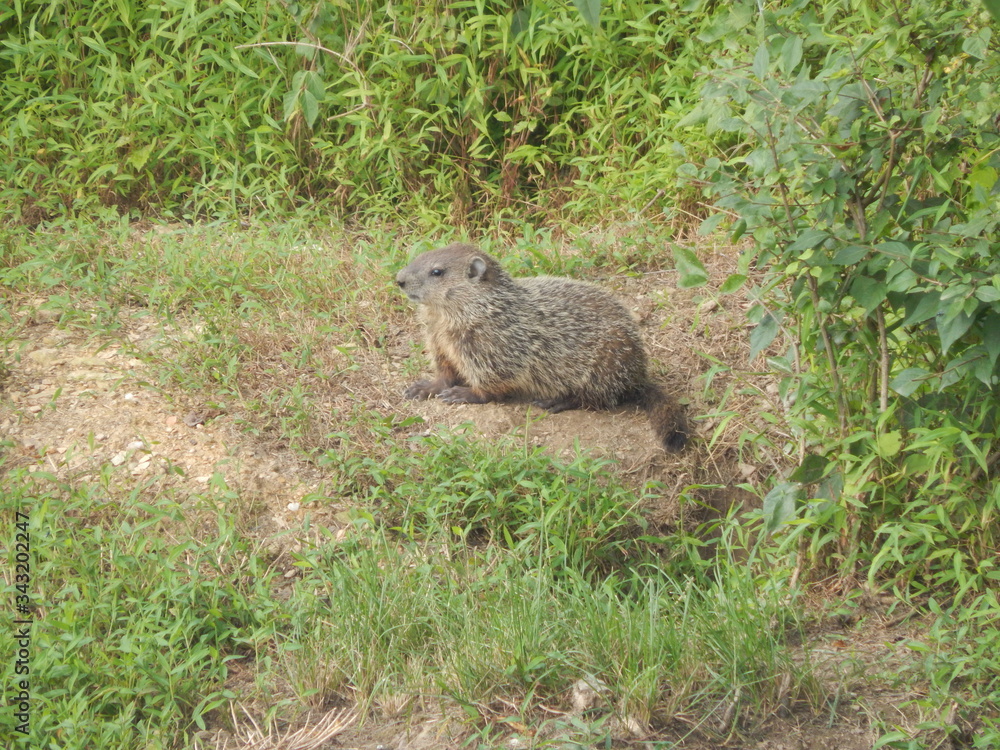 Naklejka premium Groundhog