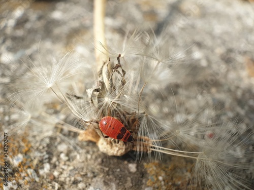 red poppy seed