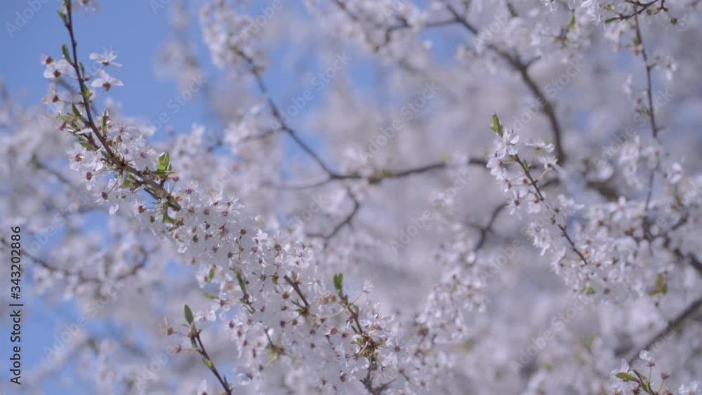 A tree bloomed with white flowers in spring A tree bloomed with white flowers in spring