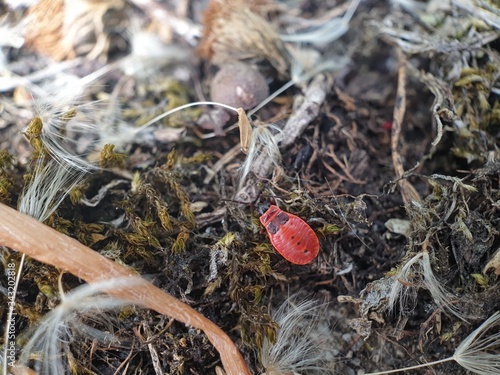 red tea leaves