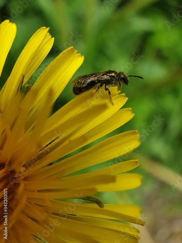 bee on yellow flower