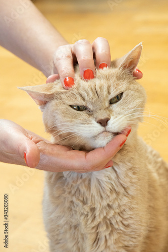 Katze die gestreichelt wird  photo