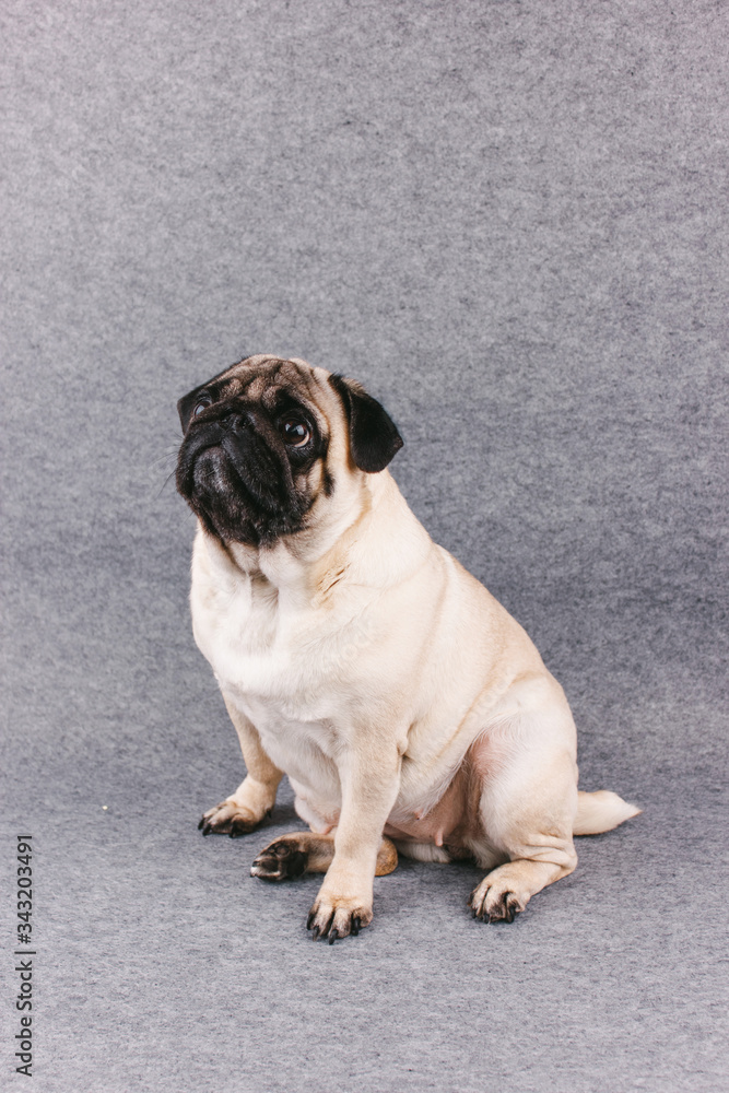 Pug dog with sad big eyes sits on a gray background and looks up