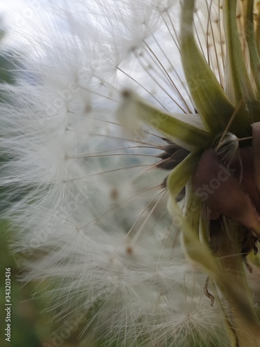 dandelion seed head