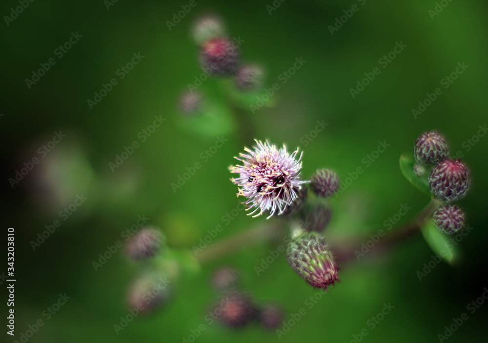 Abstract image of a field with spring flowers - shallow depth of field Abstract image of a field with spring flowers - shallow depth of field