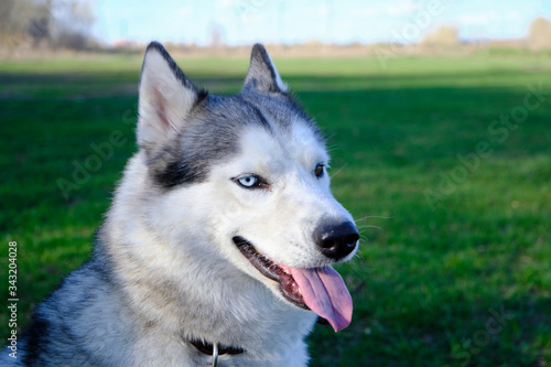 Muzzle gray colored dog Siberian husky breed with its tongue hanging out.