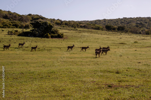Antelope © Daniel