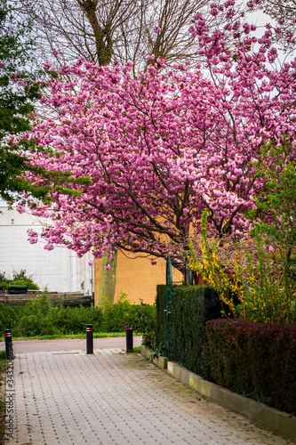 cherry blossom trees © Marcos