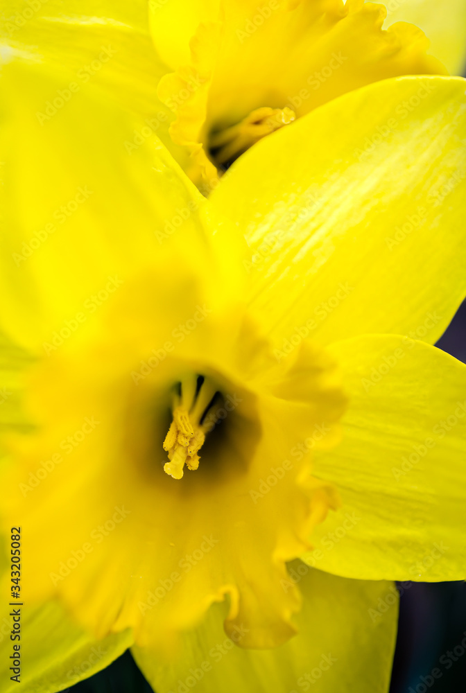 Macro of yellow daffodil filling the frame Macro of yellow daffodil filling the frame
