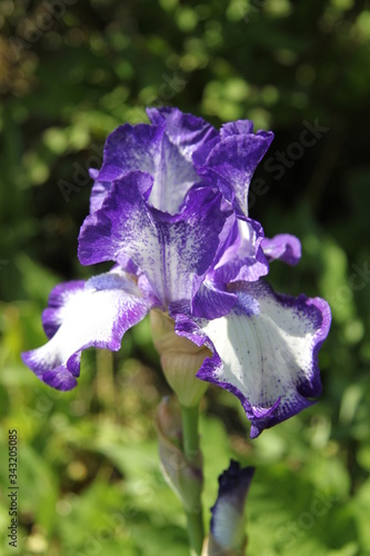 Fototapeta Naklejka Na Ścianę i Meble -  White violet vivid iris spring flower
