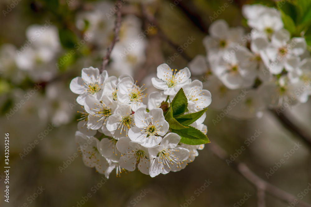 Obraz premium Cherry tree blossom