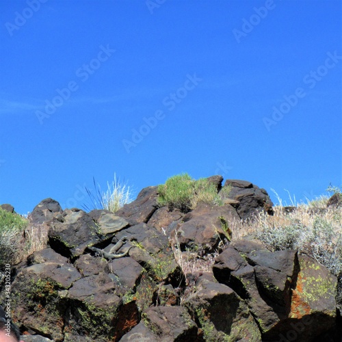 Pair of chuckawallas seen on the desert rocks
