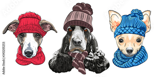 Set of hipster dogs in warm winter knitted hats and scarves. Italian Greyhound, English Cocker Spaniel and Chihuahua.