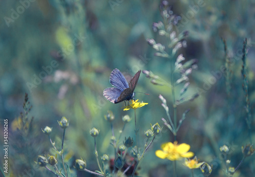 Little butterfly in the grass in the meadow.