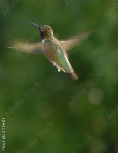 Hummingbird in Flight