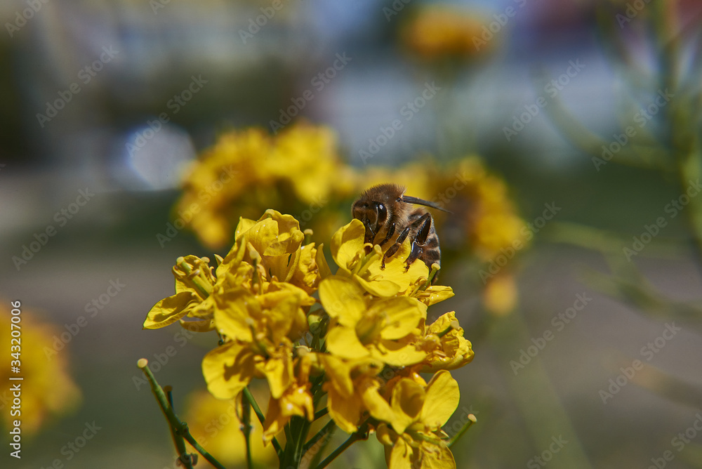 Yellow flowers. Verbascum blattaria, цith a wild bee. Yellow flowers. Verbascum blattaria, цith a wild bee.