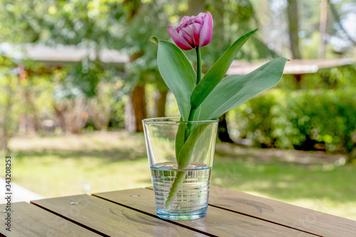 Tulpe26042020a