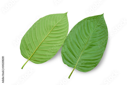 Mitragyna speciosa Korth. Located in the family Rubiaceae. It is a medicinal plant and is addictive.Isolated on white background this has clipping path. 