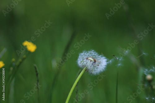 Wallpaper Mural dandelion Torontodigital.ca