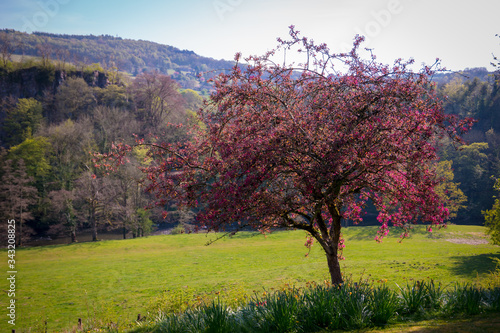 Beautiful British spring landscape with bright pink tree blossom and daffodils