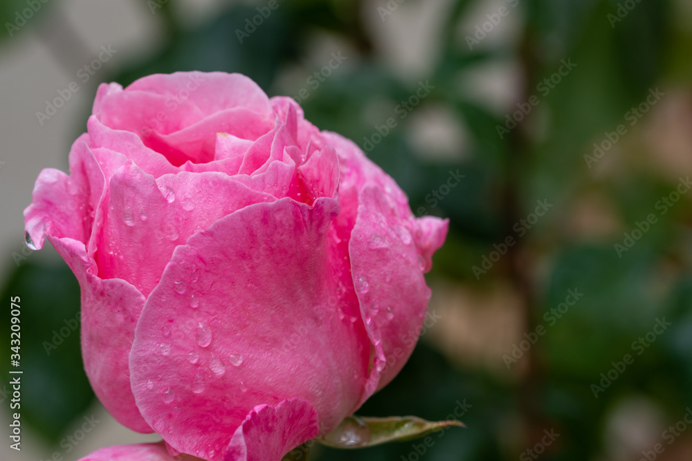 Pink roses and aloe vera flower after a rainy morning