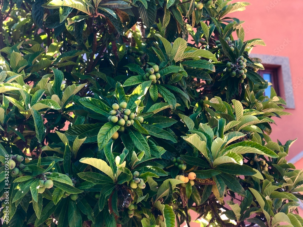Fototapeta premium Loquat (Eriobotrya japonica) on loquat tree 