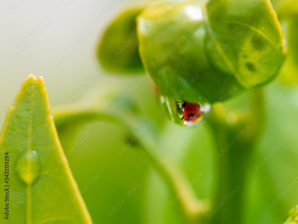 Red ladybug walking among green leaves with rain drops Red ladybug walking among green leaves with rain drops