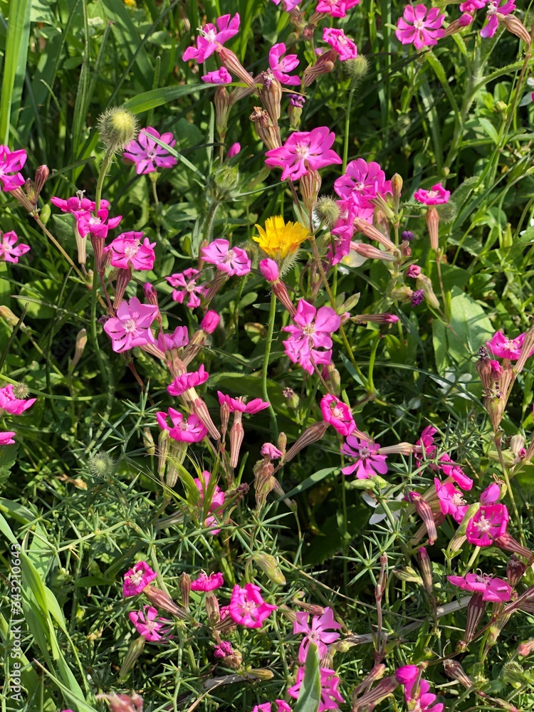 Fototapeta premium flawers