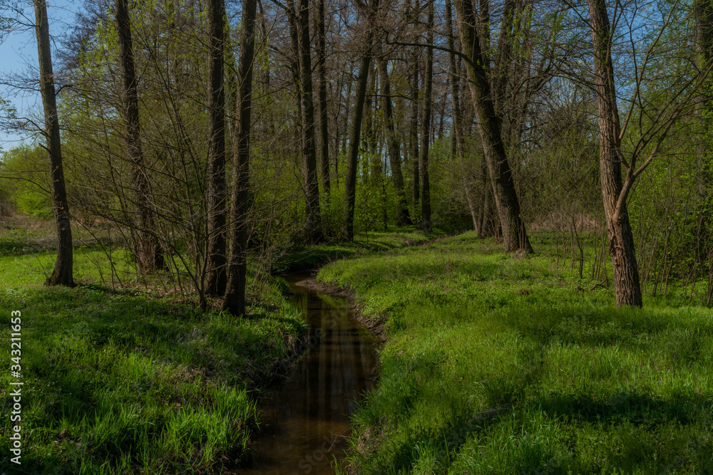 Creek near Blanice river in spring forest in south Bohemia Creek near Blanice river in spring forest in south Bohemia