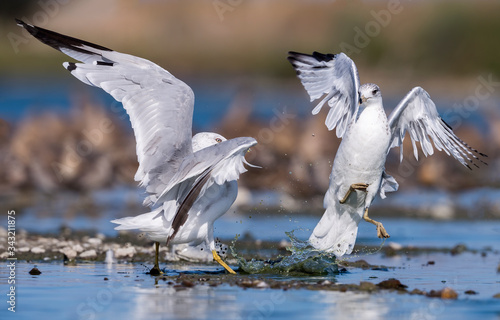 Photography Ring-billed Gull (Larus delawarensis),  San Francisco Bay, California, USA