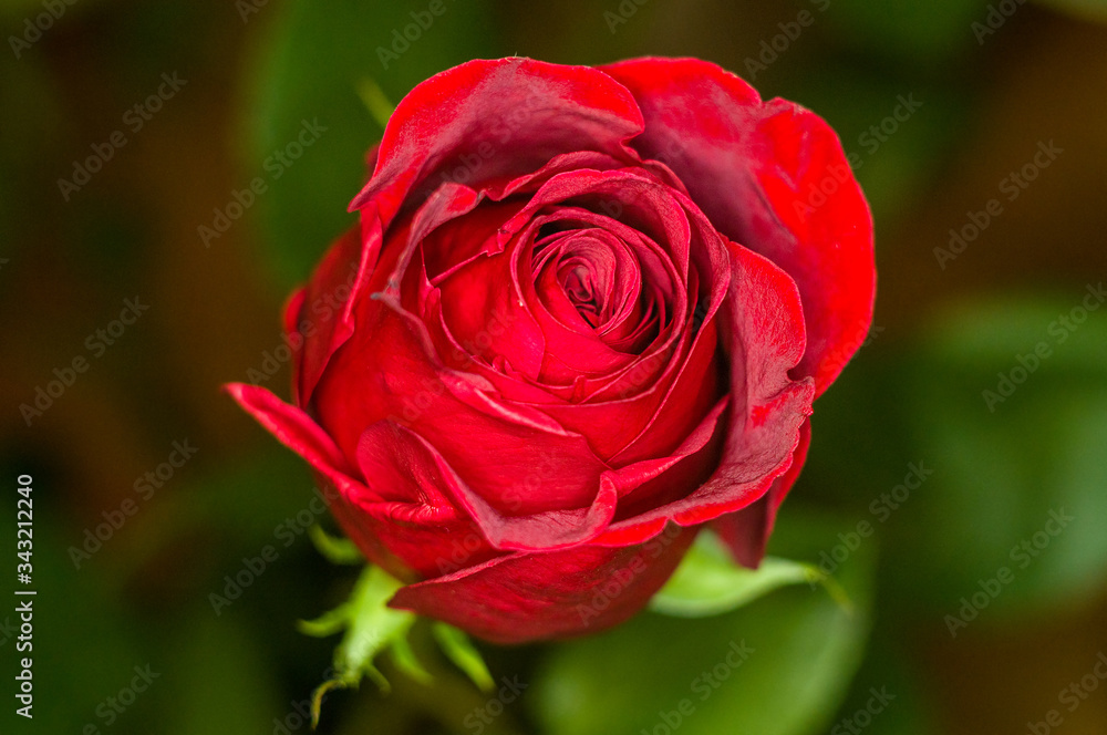 Beautiful Red Rose flower. Nature. close up, selective focus Beautiful Red Rose flower. Nature. close up, selective focus