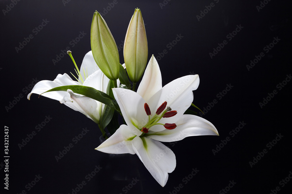 Lily on black for celebration decoration design. Spring, nature background. Lily on black for celebration decoration design. Spring, nature background.