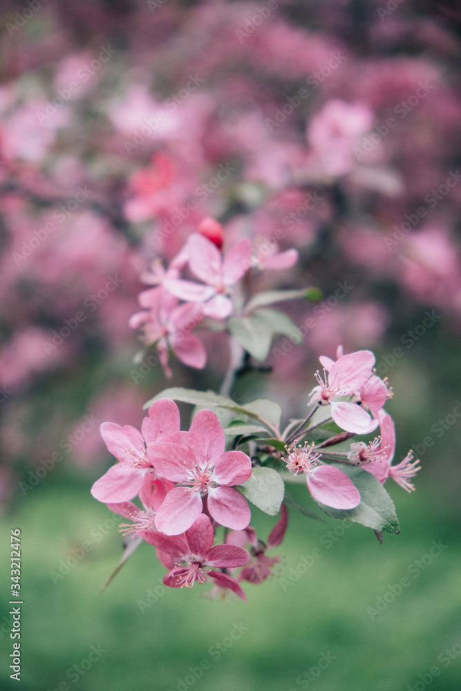 Spring Banner with pink sakura flowers. Abstract floral backdrop of pink flowers over pastel colors with soft style for spring or summer time. Banner background with copy space Spring Banner with pink sakura flowers. Abstract floral backdrop of pink flowers over pastel colors with soft style for spring or summer time. Banner background with copy space