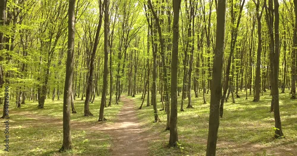 Aerial view spring forest. Natural green background. Video from the drone Aerial view spring forest. Natural green background. Video from the drone