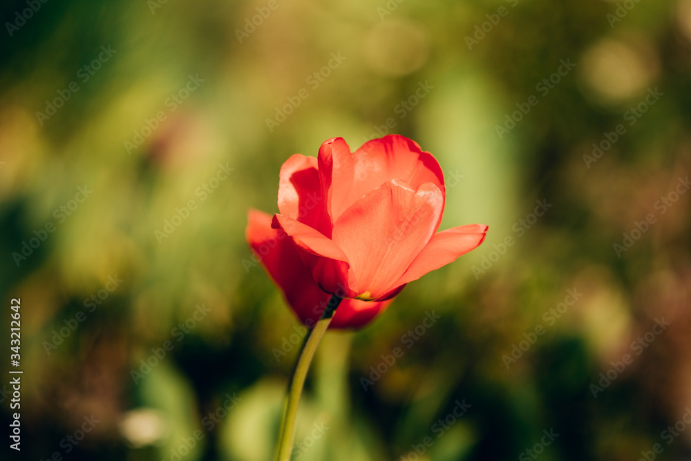 red poppy flower